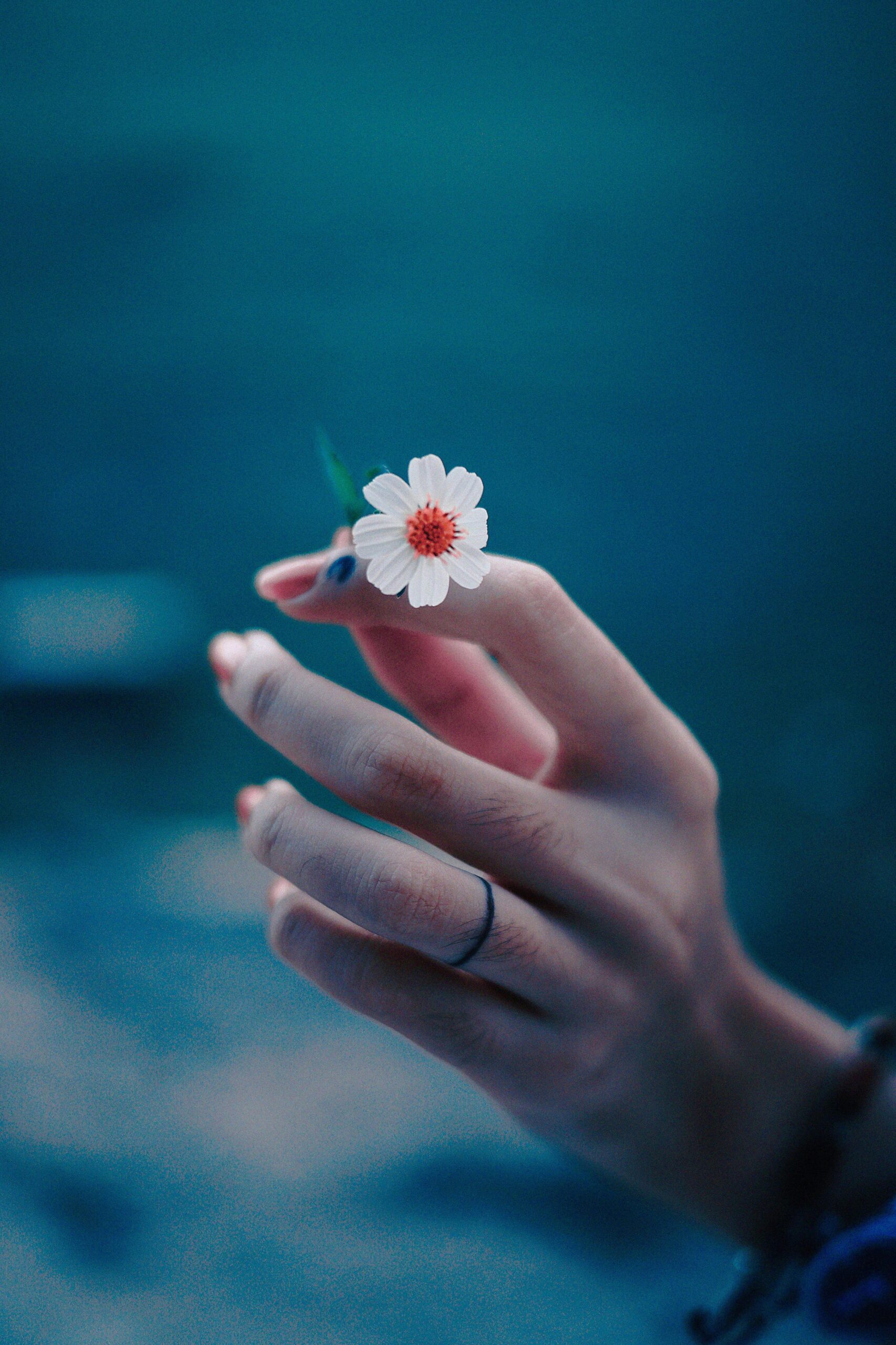 Close-up of a hand gently holding a small white flower with a soft blue background, expressing tranquility and beauty.